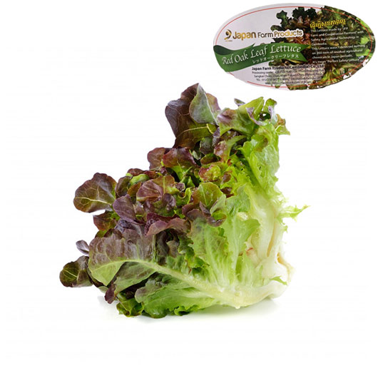 ស្ដេចថ្នាំប៉ាលក់ចក់